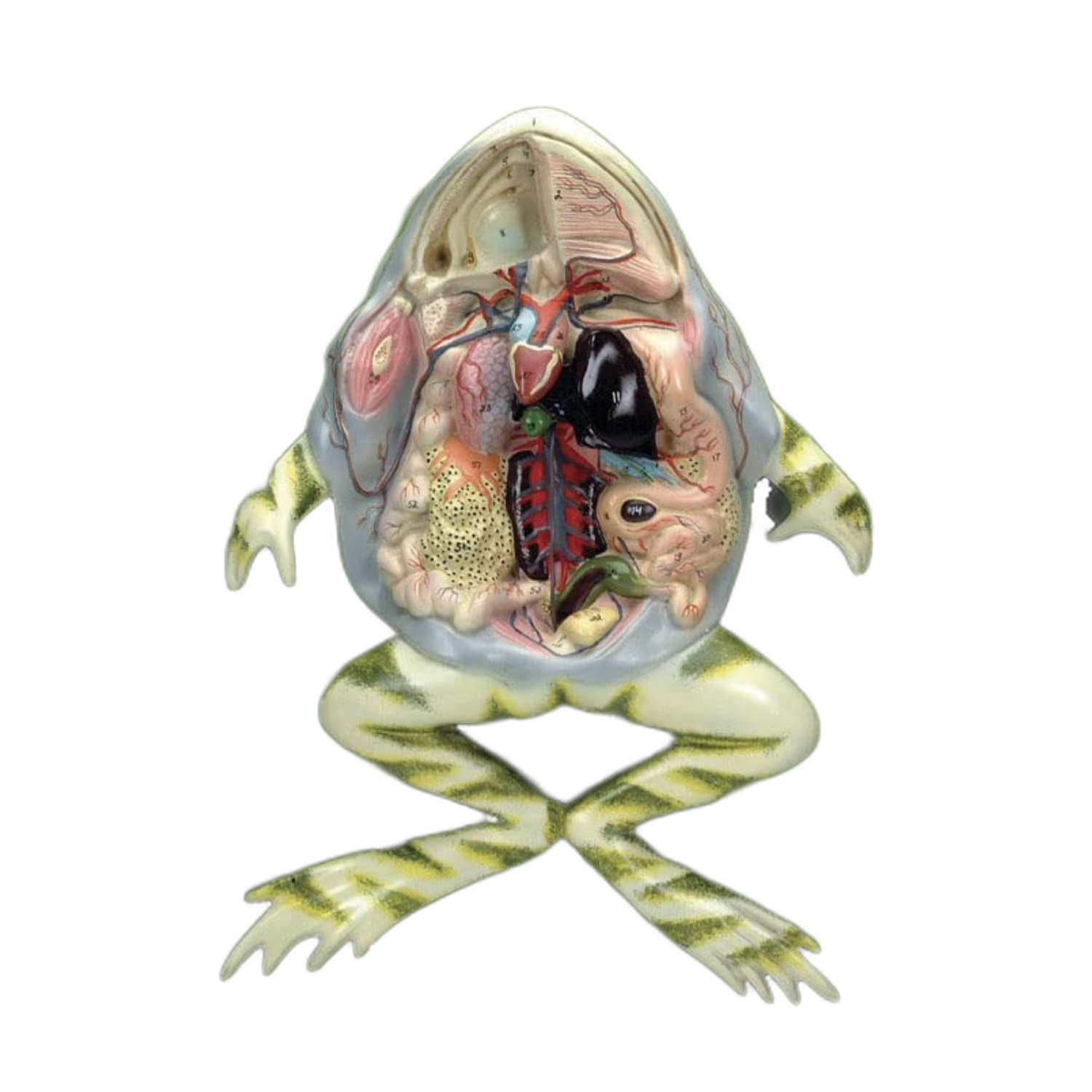 Open Frog Dissection Anatomically Accurate Frog Dissection Model on Wooden Base – Vision ...
