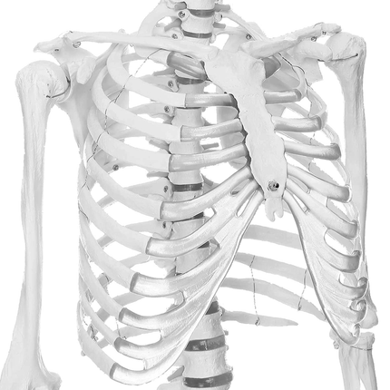 175cm Full Life Size Skeleton Anatomy Model