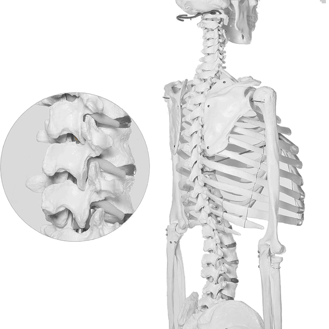 175cm Full Life Size Skeleton Anatomy Model