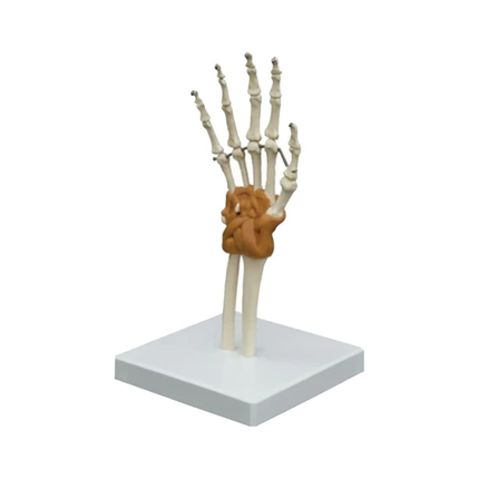 Hand & Wrist Joint Model