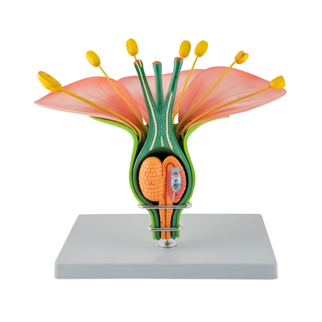 Hermaphrodite Dicot Flower Model