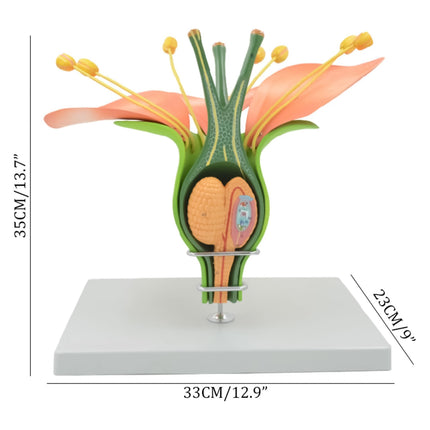 Hermaphrodite Dicot Flower Model