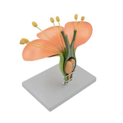 Hermaphrodite Dicot Flower Model