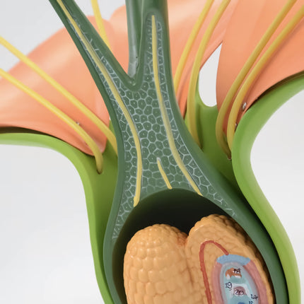 Hermaphrodite Dicot Flower Model