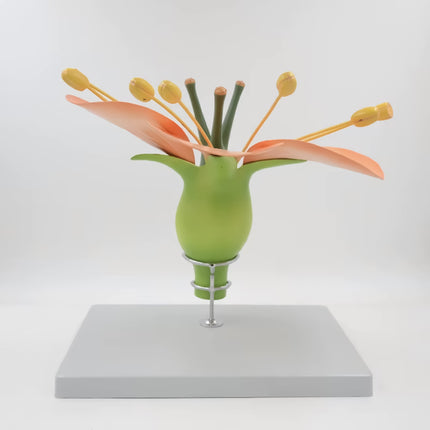 Hermaphrodite Dicot Flower Model