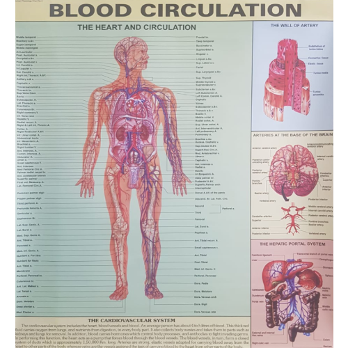 Blood Circulation Graph Human Blood Circulation System Chart – Vision International Medical ...