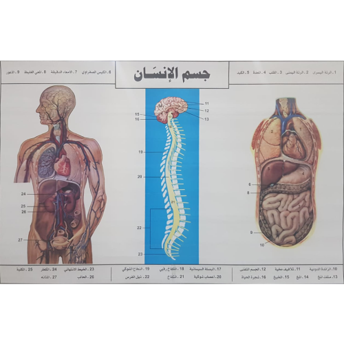 Medical Human Chart Human Body Chart – Vision International Medical & Scientific Supplies