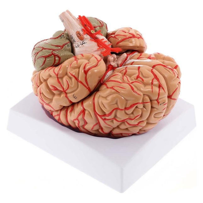 9-Part Human Brain Model