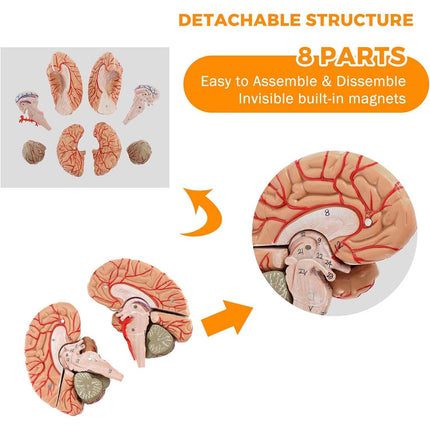 9-Part Human Brain Model