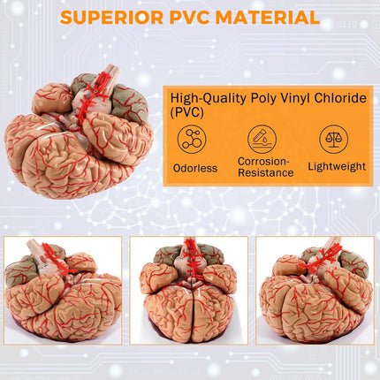 9-Part Human Brain Model