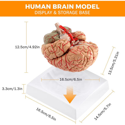 9-Part Human Brain Model