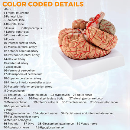 9-Part Human Brain Model