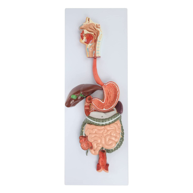 Digestive System Anatomy Model