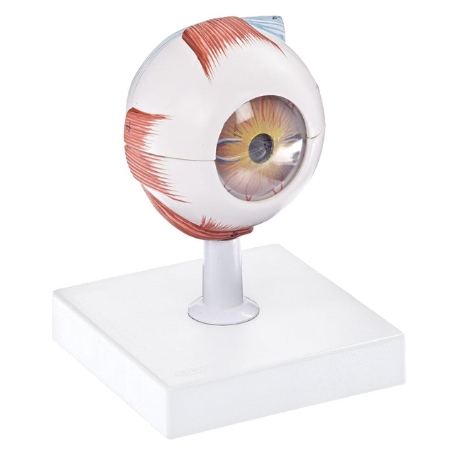 Human Eye Model | 17 Parts | 3X Enlarged | Anatomical Study