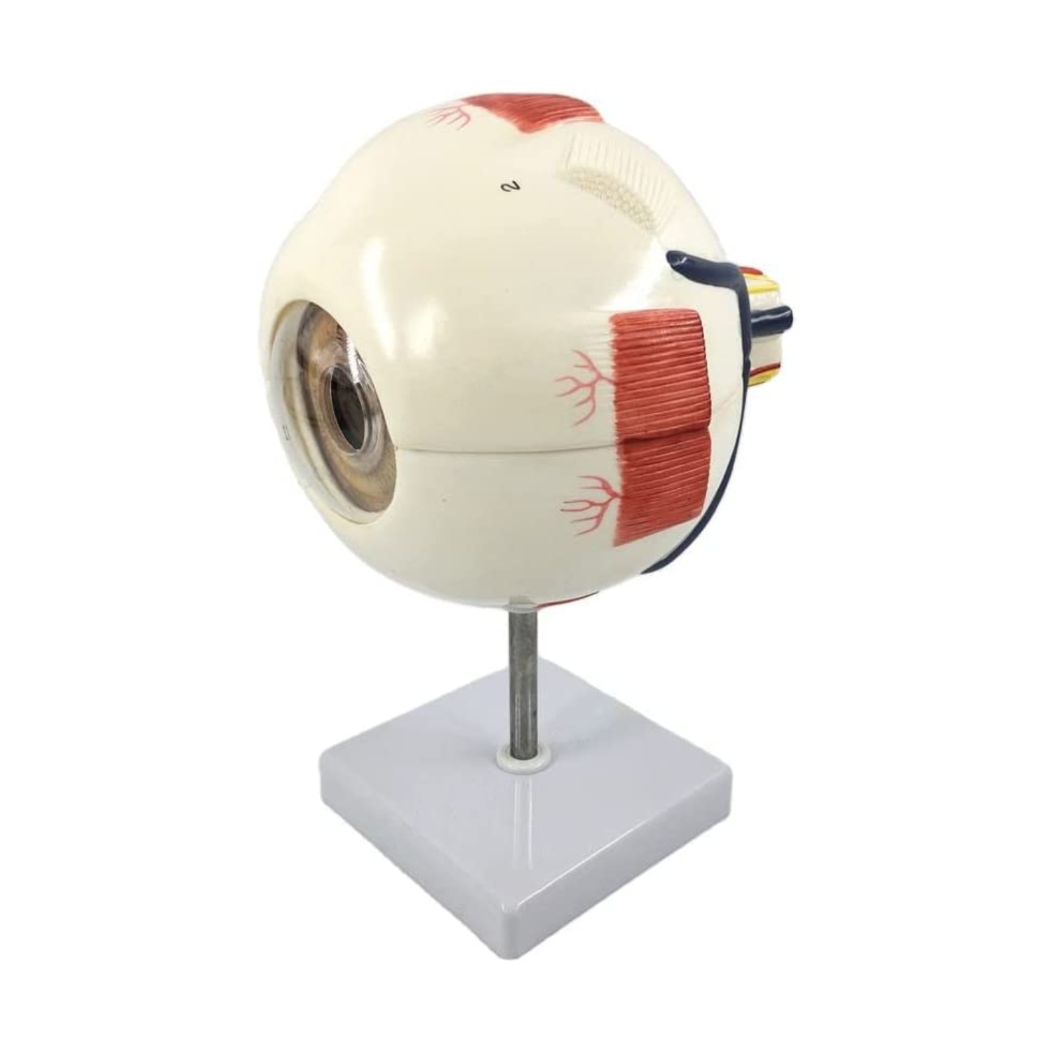 Human Eye Module Human Eye Model – Vision International Medical & Scientific Supplies