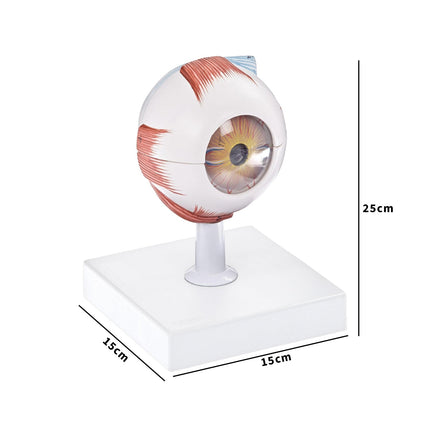 Human Eye Model | 17 Parts | 3X Enlarged | Anatomical Study