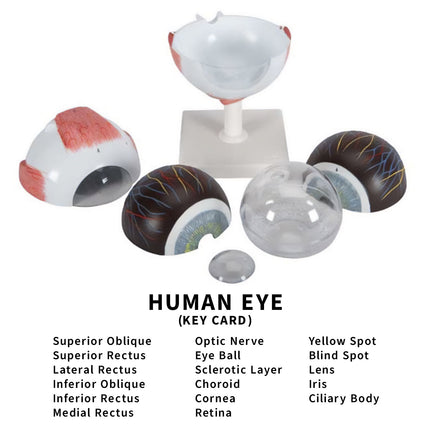 Human Eye Model | 17 Parts | 3X Enlarged | Anatomical Study