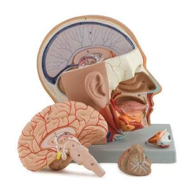 Human Head Dissection Model Display