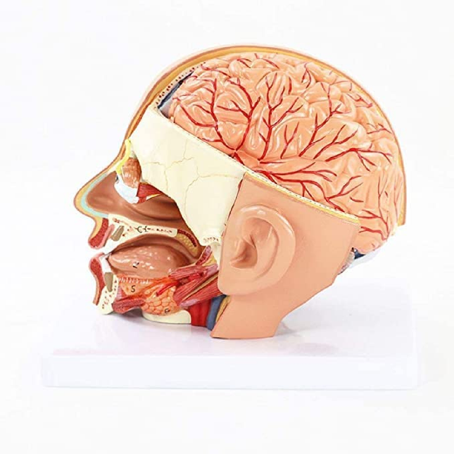 Human Head Dissection Model Display 4 Parts