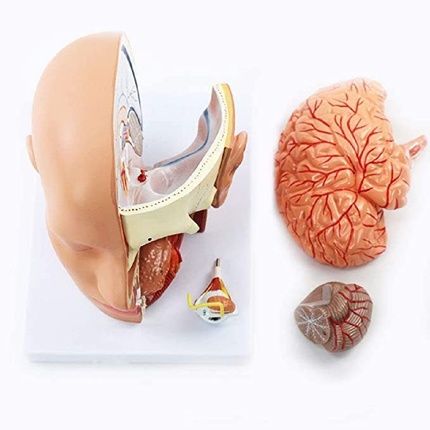 Human Head Dissection Model Display 4 Parts