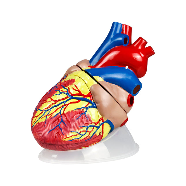 Jumbo Heart Model | 5X Life-Size