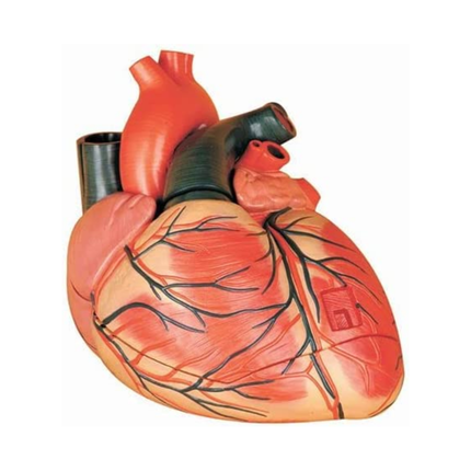 Human Heart Model