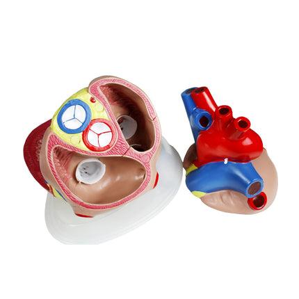 Jumbo Heart Model | 5X Life-Size