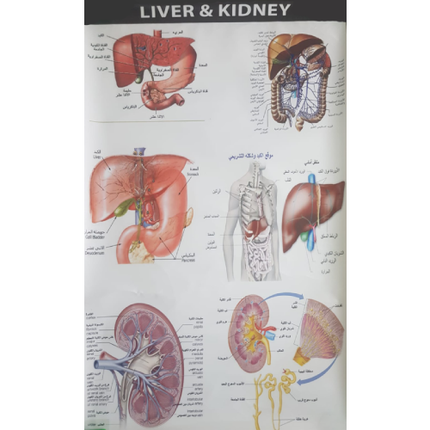 Human Liver and Kidney Chart