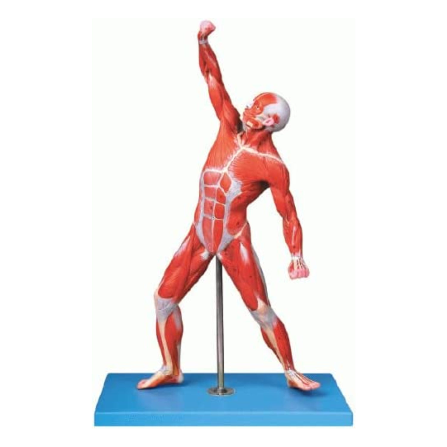Basic Life Muscle Model Muscles of Human Male Model – Vision International Medical & Scientific ...