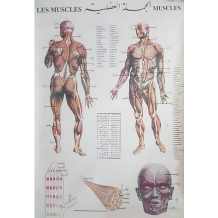 Human Muscles Chart- 59x89cm