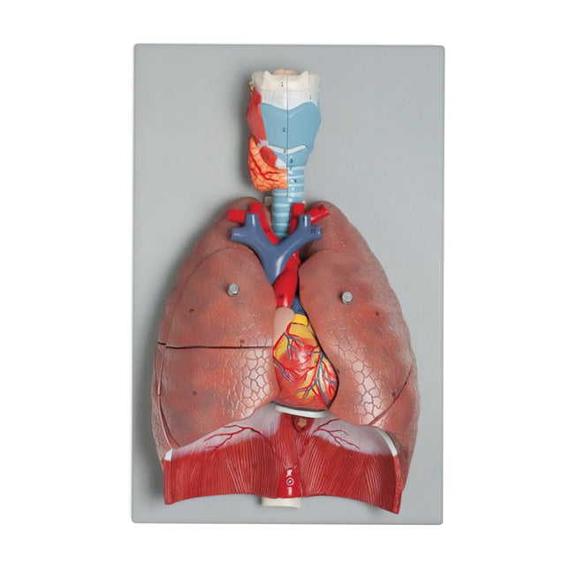 Human Respiratory System Model | 7 Parts