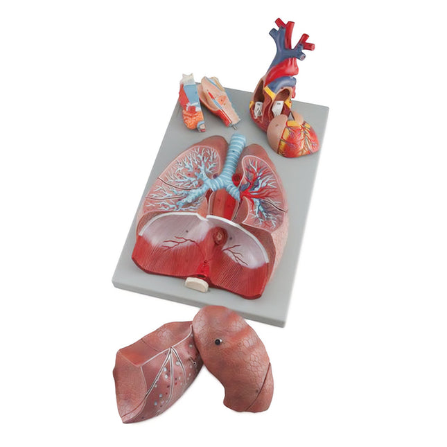 Human Respiratory System Model | 7 Parts