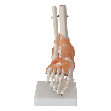 Pack of 6 Human Skeleton Anatomy