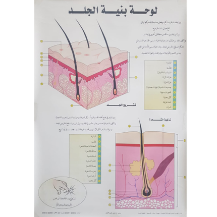 Human Skin Chart