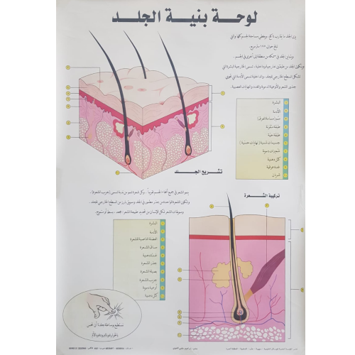 Human Skin Chart – Vision International Medical & Scientific Supplies