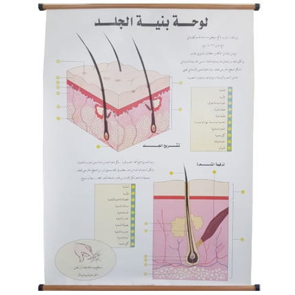 Human Skin Chart with Roller