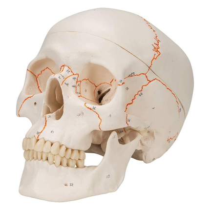 Anatomy Model of Human Skull