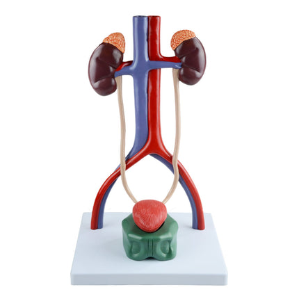 Human Male Urinary System Model | 4 Parts