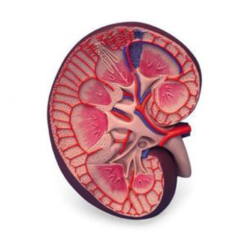 Expansion Anatomy Model of Kidney