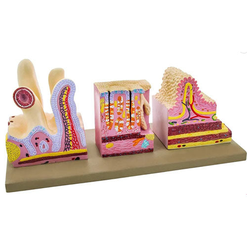 Anatomy Model of Digestive Canal Structure