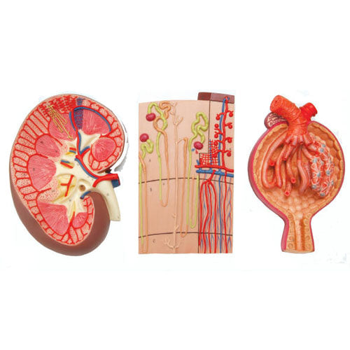 Expansion of the Kidney, Nephron & Glomerulus