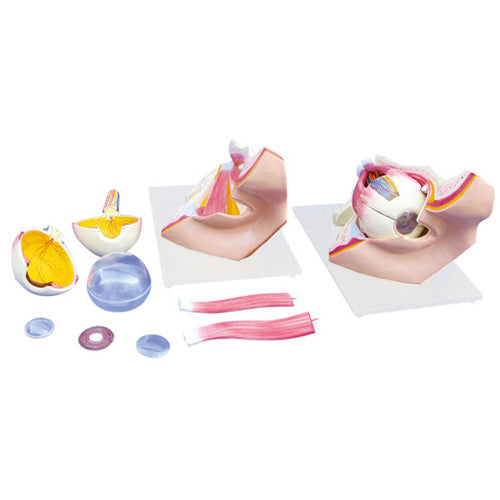 Expansion Model of the Eye Dissection 9 parts