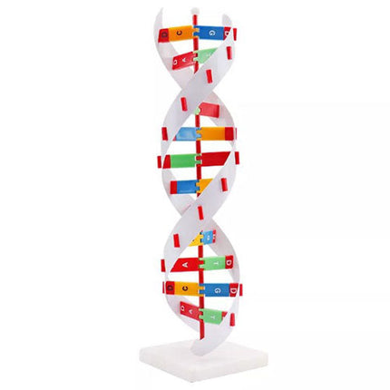 DNA Activity Model