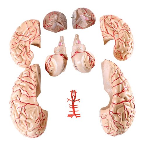 Anatomy Model of Brain and Canal