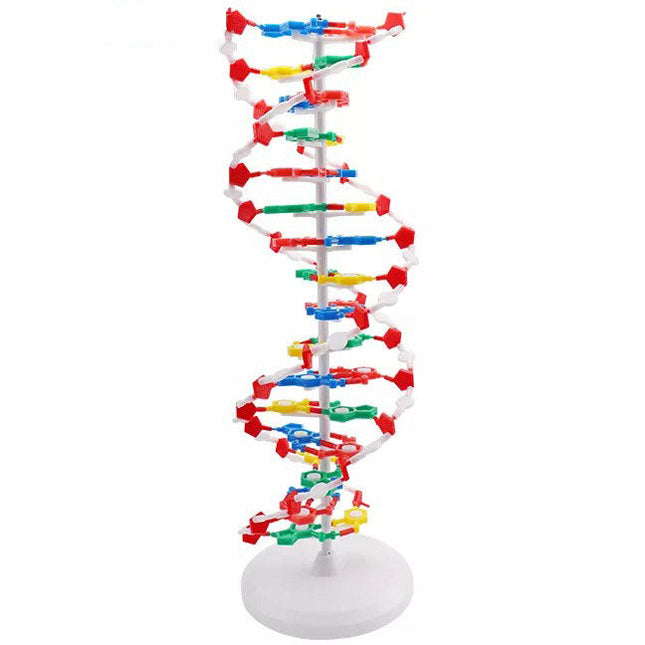 DNA Anatomy Model