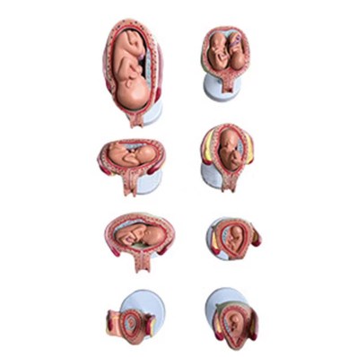 Human Development Set (Pregnancy Series Model) Set of 8 Pieces