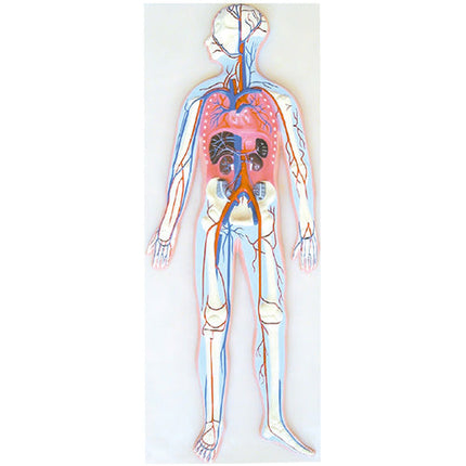 Anatomy Model of Circulation System