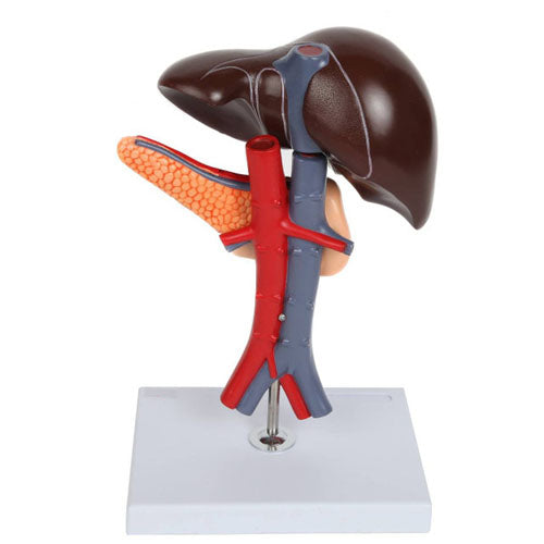 Anatomy Model of Liver Pancreas & Duodenum