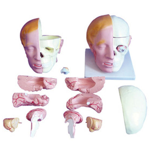 Head Anatomy Model with Brain