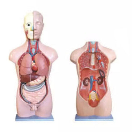 Dual-Sex Torso Model, 20 Parts, 1/4 Lide Size